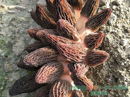 羊肚菌栽培 羊肚菌栽培